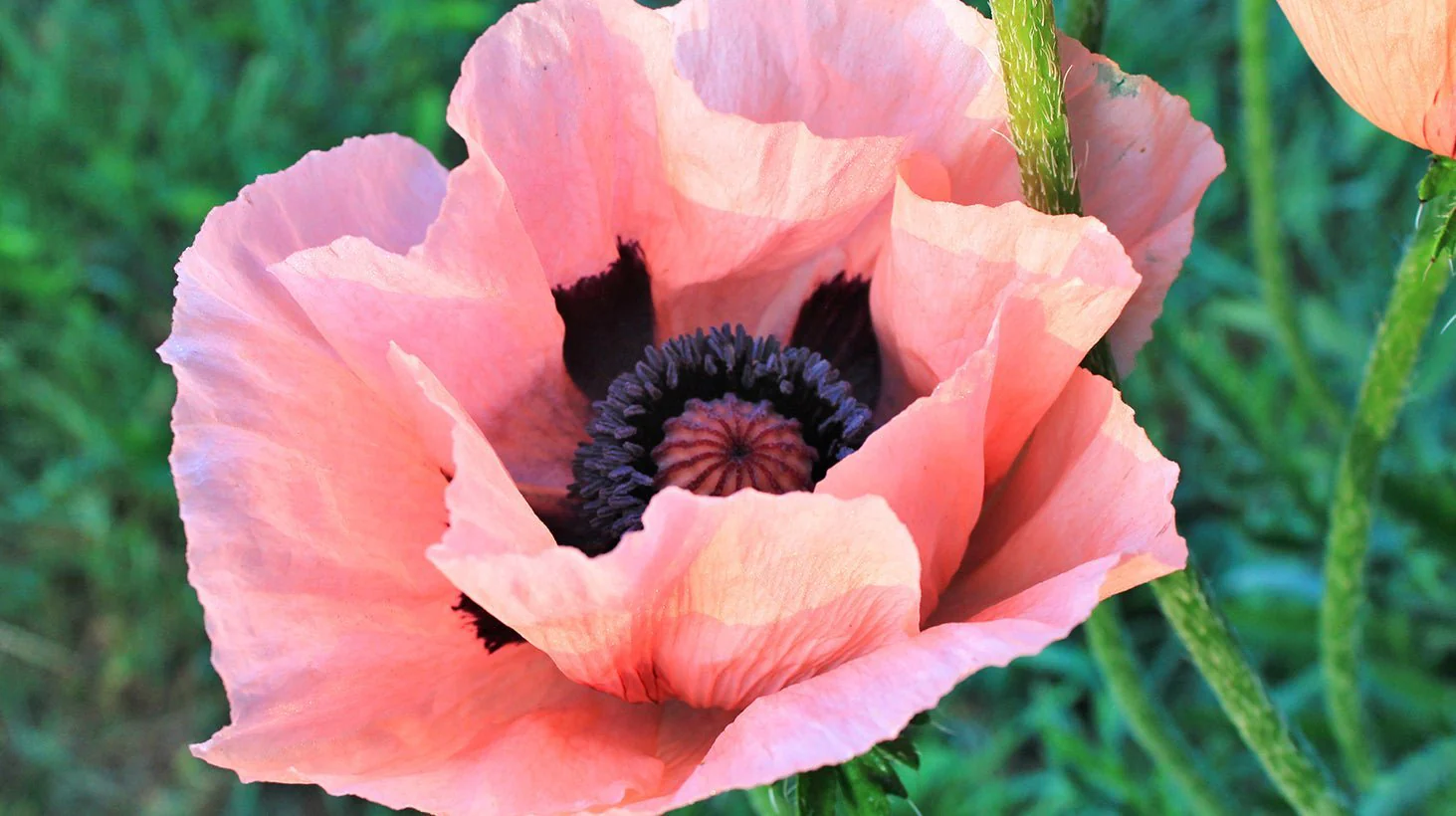 Poppy Bloom Bullet Vibrator - Image 4